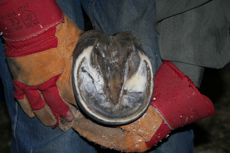 IMG_1411.jpg1.jpg"%20height="533"%20width="800